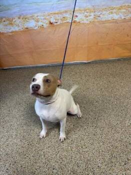 OLIVE -  American Bulldog Dog for Adoption in Doral, Florida - OLIVE | PetCurious
