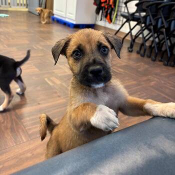 Cocoa Puff -  Mixed Breed Dog for Adoption in Roxboro, North Carolina - Cocoa Puff | PetCurious