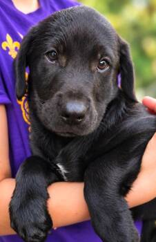Bella Donna Rue -  Labrador Retriever Dog for Adoption in El Dorado, Arkansas - Bella Donna Rue | PetCurious