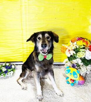 Rescue Labrador Retriever Dogs for Adoption in Castro Valley, California - HARVI | PetCurious