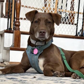 Arizona -  Labrador Retriever Dog for Adoption in Columbia, South Carolina - Arizona | PetCurious