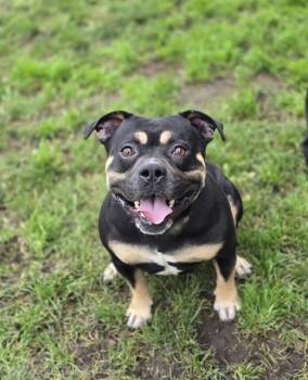 American Bully Dogs Available for Adoption - Butterball | PetCurious
