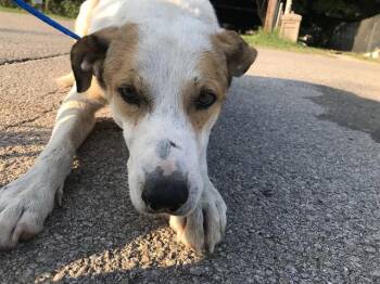 Rescue Mixed Breed Dogs for Adoption in Dallas, Texas - OAKLEY | PetCurious