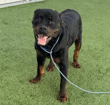 ACE -  Rottweiler Dog for Adoption in Palmetto, Florida - ACE | PetCurious