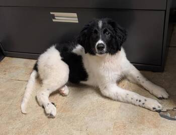 Luke Skybarker -  Great Pyrenees Dog for Adoption in Marietta, Ohio - Luke Skybarker | PetCurious