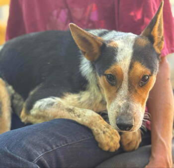 Rescue Australian Cattle Dog Blue Heeler Dogs for Adoption in Midway, Utah - Pepper NM | PetCurious