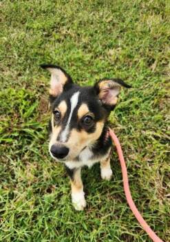 Marla -  Australian Shepherd Dog for Adoption in Newport, Kentucky - Marla | PetCurious