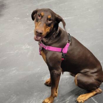 Phoebe -  Mixed Breed Dog Available for Adoption in De Pere, Wisconsin - Phoebe | PetCurious