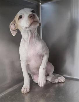 PHOEBE -  Pit Bull Terrier Dog for Adoption in Tallahassee, Florida - PHOEBE | PetCurious