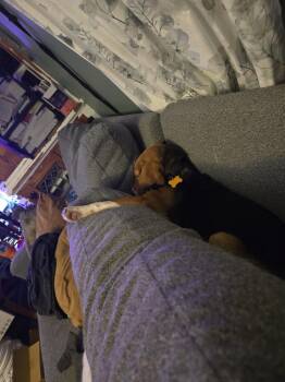 Beagle Dogs Available for Adoption in Waunakee, Wisconsin - Cerberus Freegle | PetCurious
