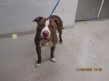 Rescue Pit Bull Terrier Dogs for Adoption in Marietta, Georgia - (801) | PetCurious