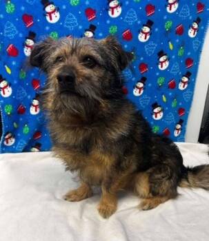 Mixed Breed Dogs Available for Adoption - Nicholas | PetCurious