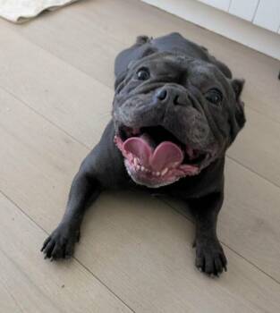 French Bulldog and Mixed Breed Dogs Available for Adoption - Betty | PetCurious