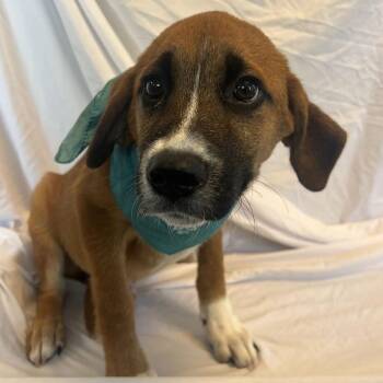 Yahoo -  Mixed Breed Dog for Adoption in Canal Winchester, Ohio - Yahoo | PetCurious