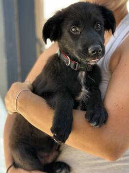 LEO- gentle cuddler -  Black Labrador Retriever and Brittany Spaniel Dog Available for Adoption in Los Angeles, California - LEO- Gentle Cuddler | PetCurious