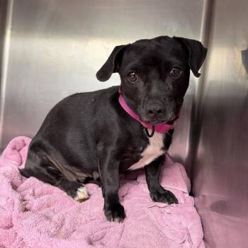 Mixed Breed Dogs Available for Adoption in Fredericksburg, Virginia - Quebec | PetCurious