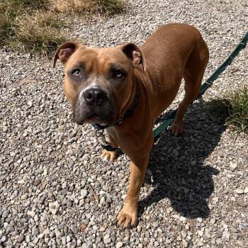 Diamond -  Mixed Breed Dog for Adoption in Fairport, New York - Diamond | PetCurious
