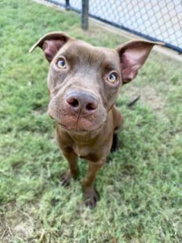 Adelaide -  Pit Bull Terrier and Mixed Breed Dog for Adoption in Atlanta, Georgia - Adelaide | PetCurious