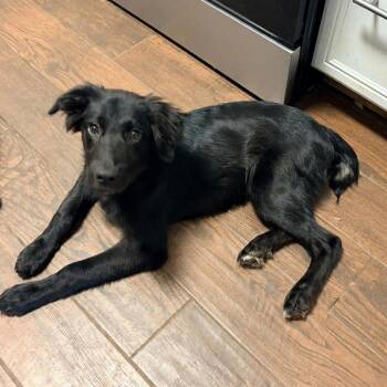 Captain Hook -  Australian Shepherd and Mixed Breed Dog for Adoption in Olathe, Kansas - Captain Hook | PetCurious