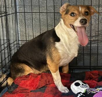 Andy -  Chihuahua and Beagle Dog for Adoption in Muskegon, Michigan - Andy | PetCurious