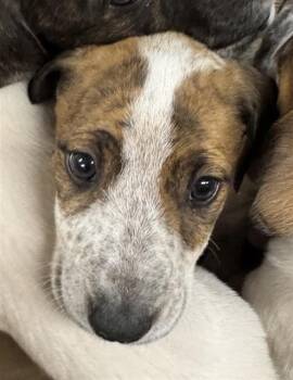 Australian Cattle Dog Blue Heeler Dogs Available for Adoption - ELLA | PetCurious