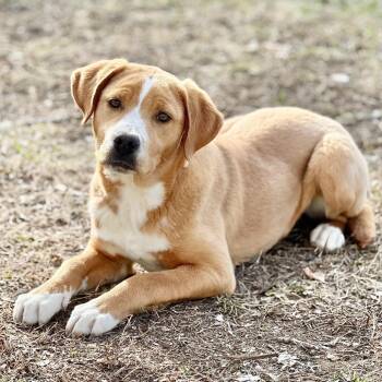 Mixed Breed Dogs Available for Adoption - Mistletoe | PetCurious
