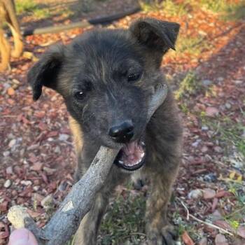 Mixed Breed Dogs Available for Adoption in Moab, Utah - Nebula | PetCurious