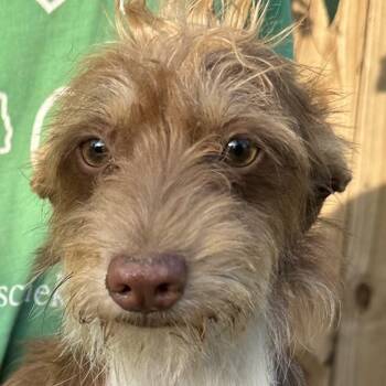 Chance - Local July 10-12 -  Rat Terrier Dog for Adoption in Brookshire, Texas - Chance - Local July 10-12 | PetCurious