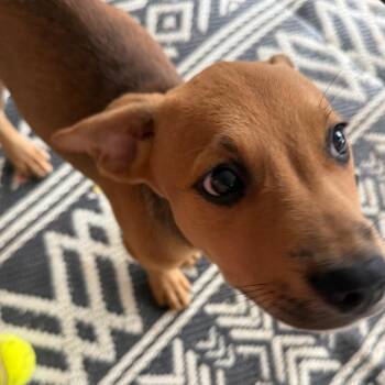 Woody -  Mixed Breed Dog for Adoption in Duncan, Oklahoma - Woody | PetCurious
