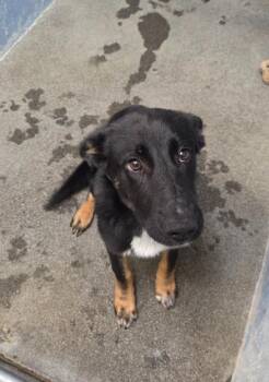 Precious -  German Shepherd Dog Dog for Adoption in Brookings, Oregon - Precious | PetCurious