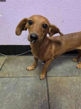 61668987 -  Dachshund and Mixed Breed Dog for Adoption in El Paso, Texas - 61668987 | PetCurious