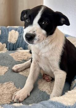 BANDIT -  Terrier Dog for Adoption in Los Angeles, California - BANDIT | PetCurious