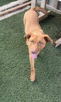 Jake -  Cattle Dog Dog for Adoption in Blanchard, Oklahoma - Jake | PetCurious
