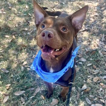 Rescue American Staffordshire Terrier Dogs for Adoption in Pittsburgh, Pennsylvania - Chili Bean (Coco) | PetCurious