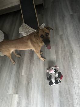 Rescue Shepherd Dogs for Adoption in Wildomar, California - Eden | PetCurious