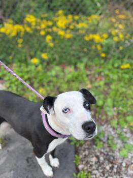 Hound Dogs Available for Adoption in Hinton, West Virginia - Mercedes (1yo, 45lbs) | PetCurious