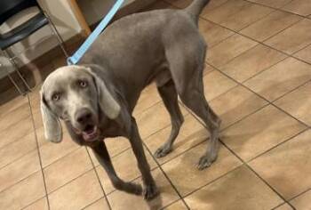 Canyon -  Mixed Breed Dog for Adoption in Longmont, Colorado - Canyon | PetCurious
