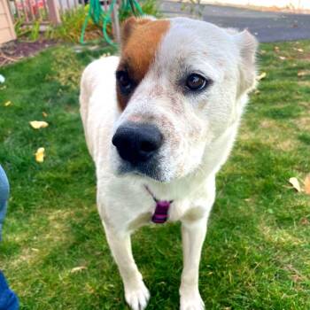 Patrice -  Cattle Dog and Mixed Breed Dog for Adoption in Tonasket, Washington - Patrice | PetCurious