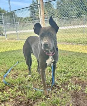 Sterling -  Pit Bull Terrier and Mixed Breed Dog for Adoption in Vero Beach, Florida - Sterling | PetCurious