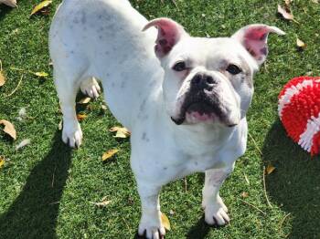 Pit Bull Terrier Dogs Available for Adoption - SHORTBREAD | PetCurious