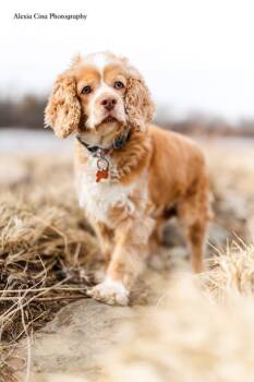 Cocker Spaniel Dogs Available for Adoption - Alani | PetCurious