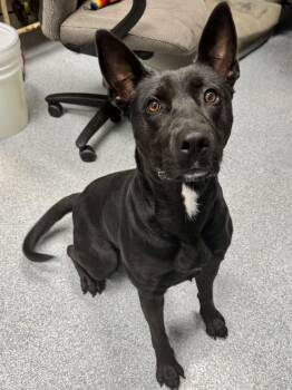 Luna -  Labrador Retriever Dog for Adoption in St. Joseph, Michigan - Luna | PetCurious