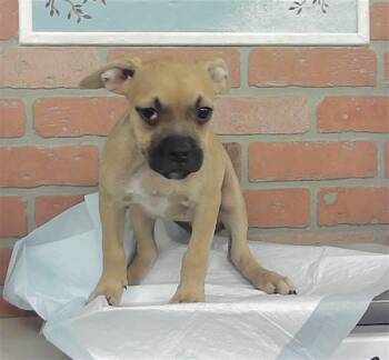 ELEANOR -  Staffordshire Bull Terrier and Mixed Breed Dog for Adoption in Houston, Texas - ELEANOR | PetCurious