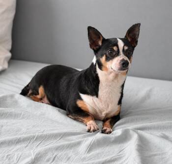 Chihuahua Dogs Available for Adoption in Princeton, Massachusetts - Story & Caspian | PetCurious