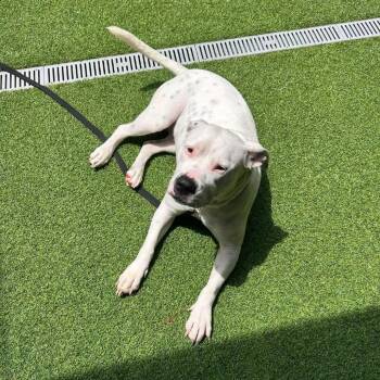 Bella -  American Bulldog and Mixed Breed Dog for Adoption in Jupiter, Florida - Bella | PetCurious