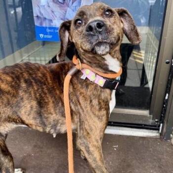 Pit Bull Terrier Dogs Available for Adoption - Sugar | PetCurious