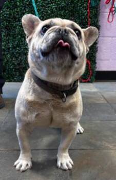 Mixed Breed Dogs Available for Adoption in El Paso, Texas - 60792488 | PetCurious