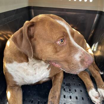 Mary Margaret -  Pit Bull Terrier Dog for Adoption in Lake Jackson, Texas - Mary Margaret | PetCurious