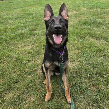 Turkey -  German Shepherd Dog and Mixed Breed Dog for Adoption in Champaign, Illinois - Turkey | PetCurious