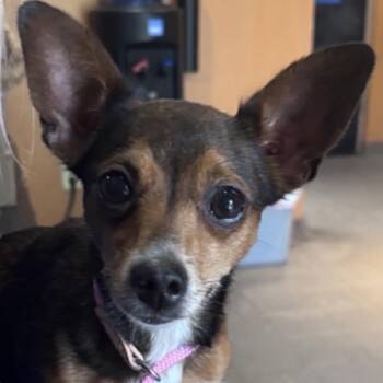 Viola -  Chihuahua Dog for Adoption in Jacksonville, Florida - Viola | PetCurious